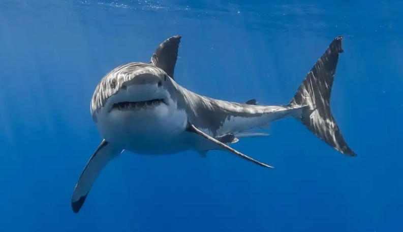 中国贸易电脑公司轮播图4